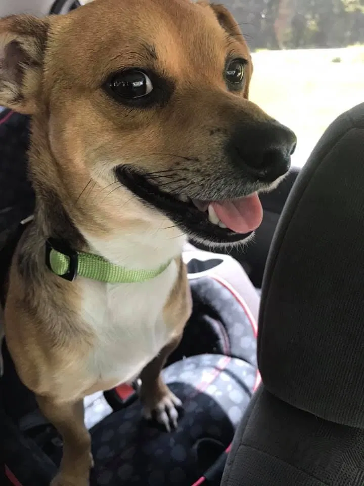 Lost dog in Kernersville, NC, 27284