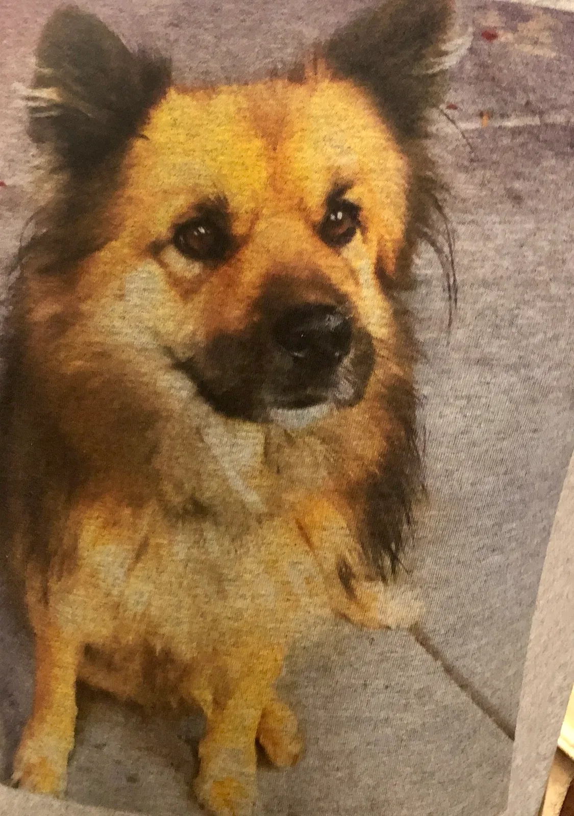 Lost dog in Mesa, AZ, 85203