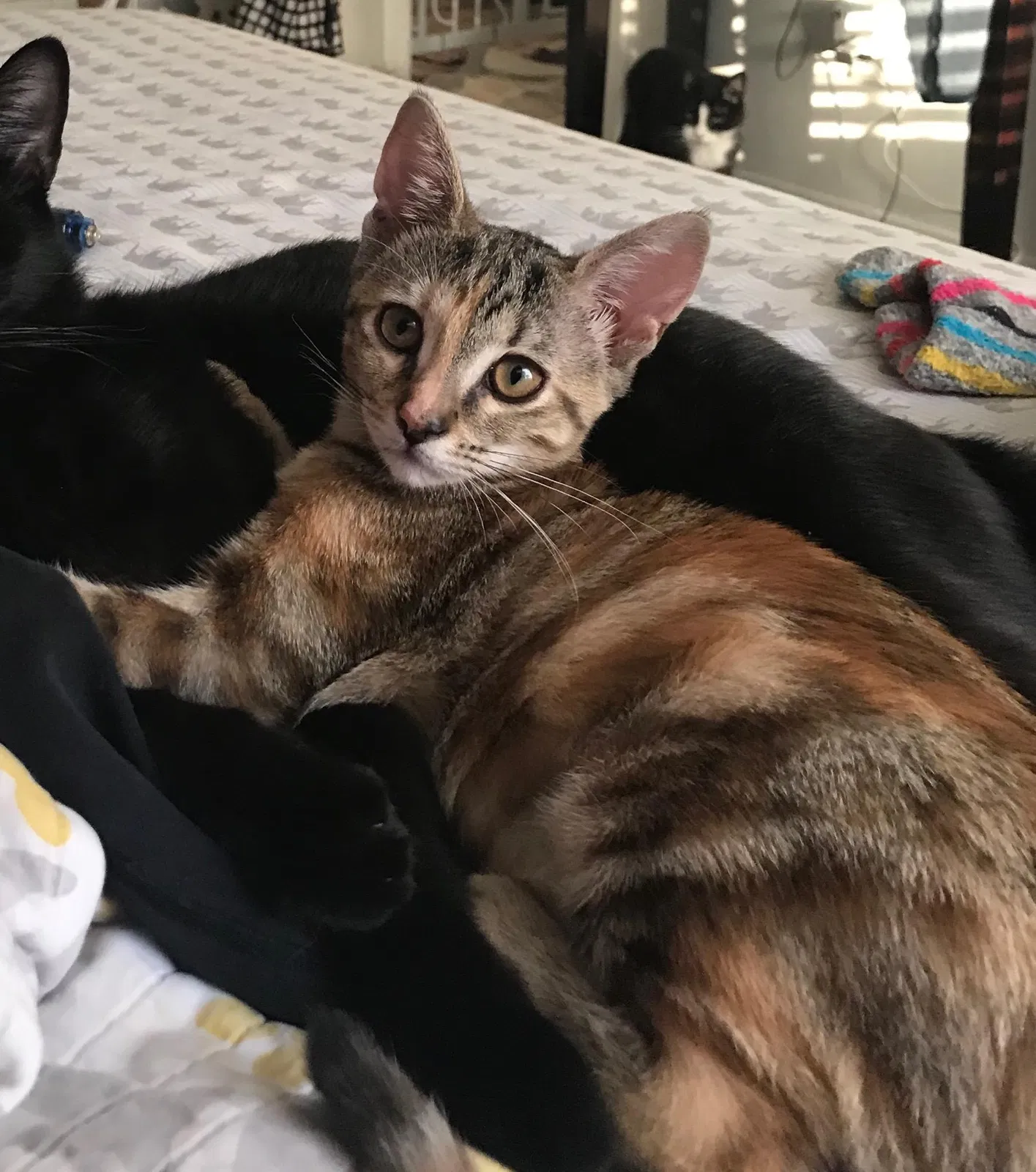 Lost cat in Austin, TX, 78722