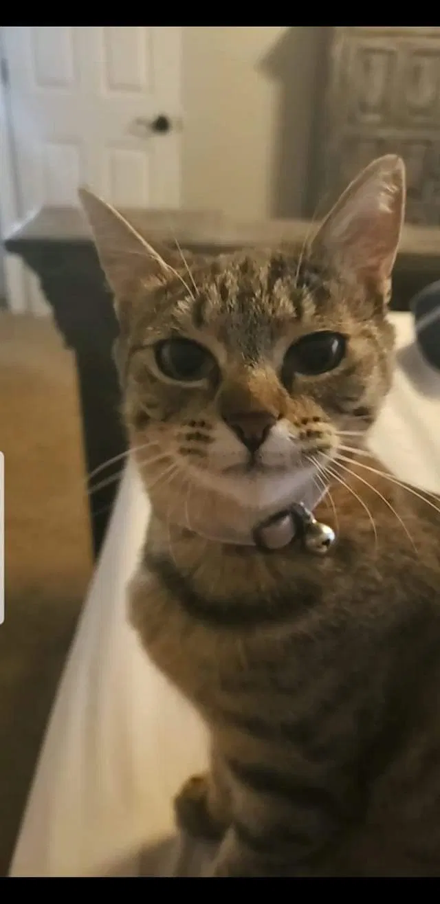 Lost cat in San Tan Valley, AZ, 85140