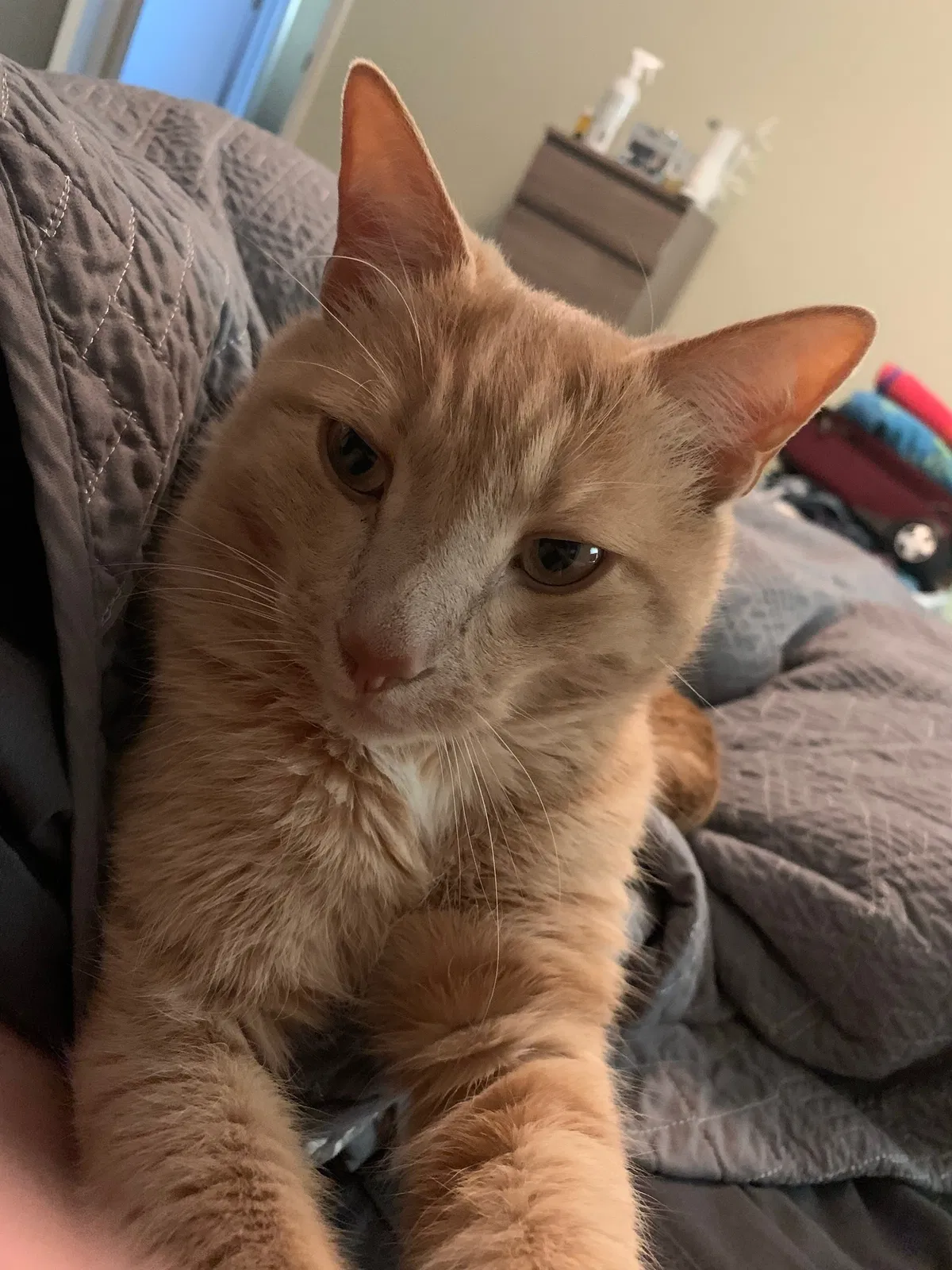Lost cat in Knoxville, TN, 37922