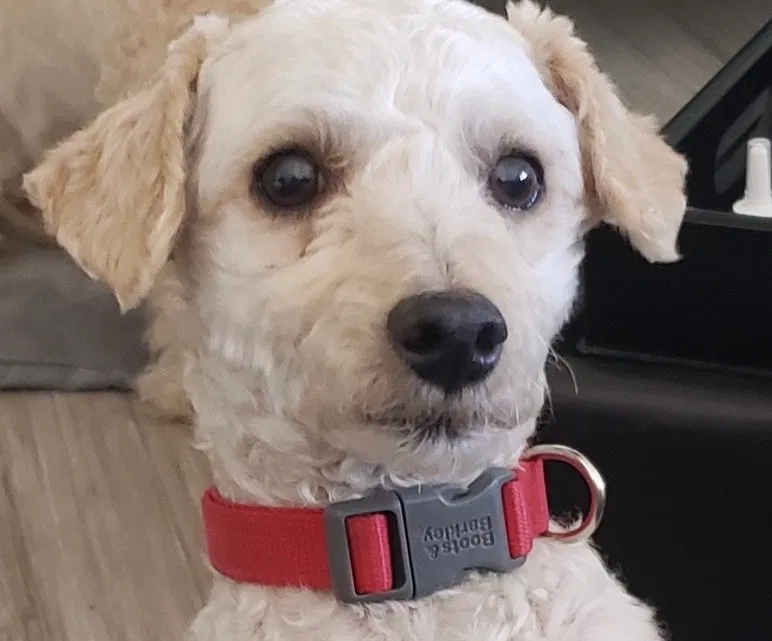 Lost dog in Tucson, AZ, 85706