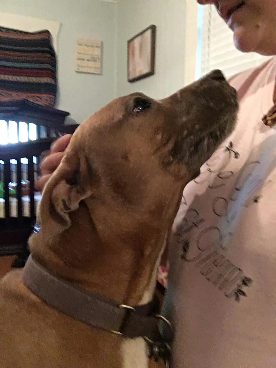 Lost dog in Fort Worth, TX, 76135