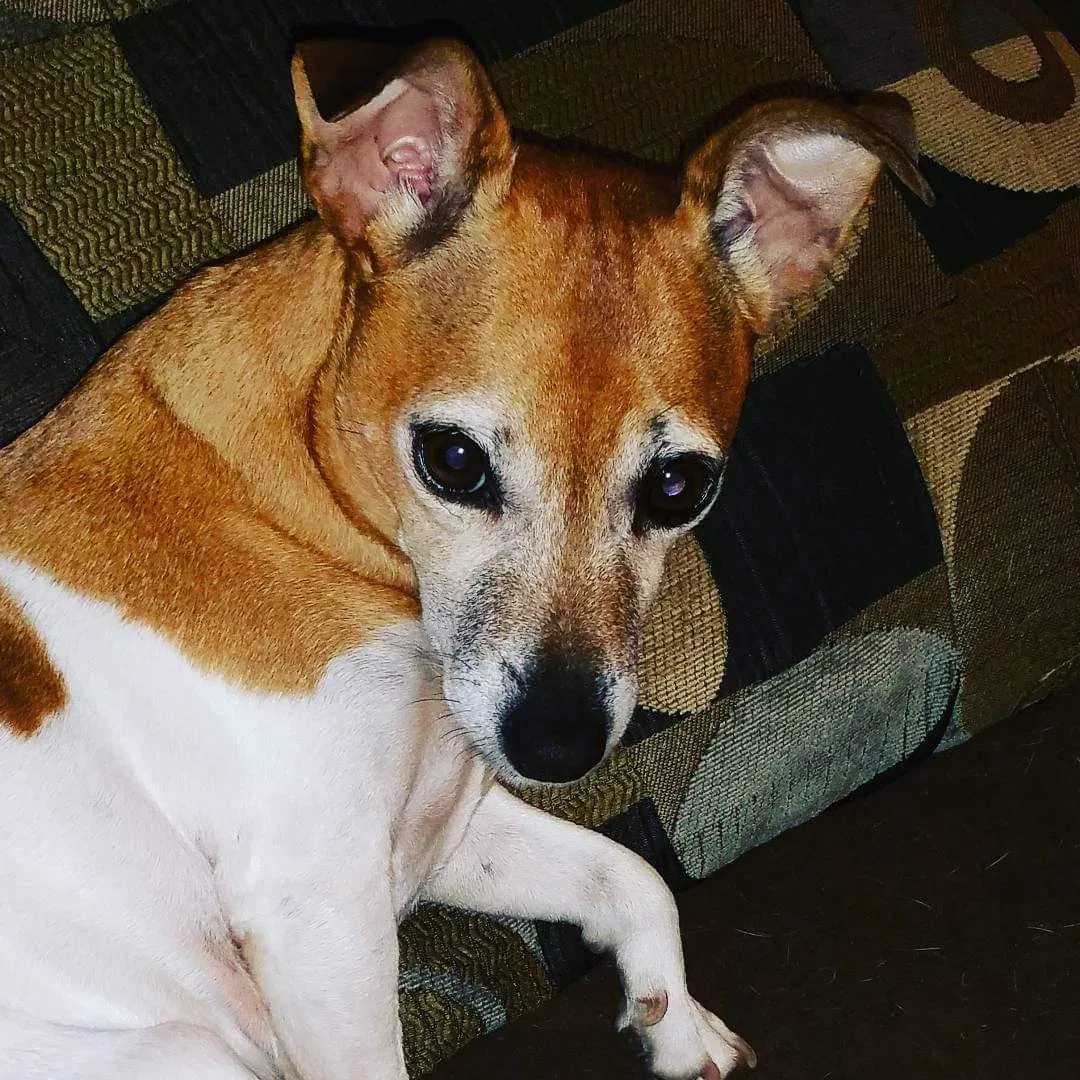 Lost dog in Lucasville, OH, 45648