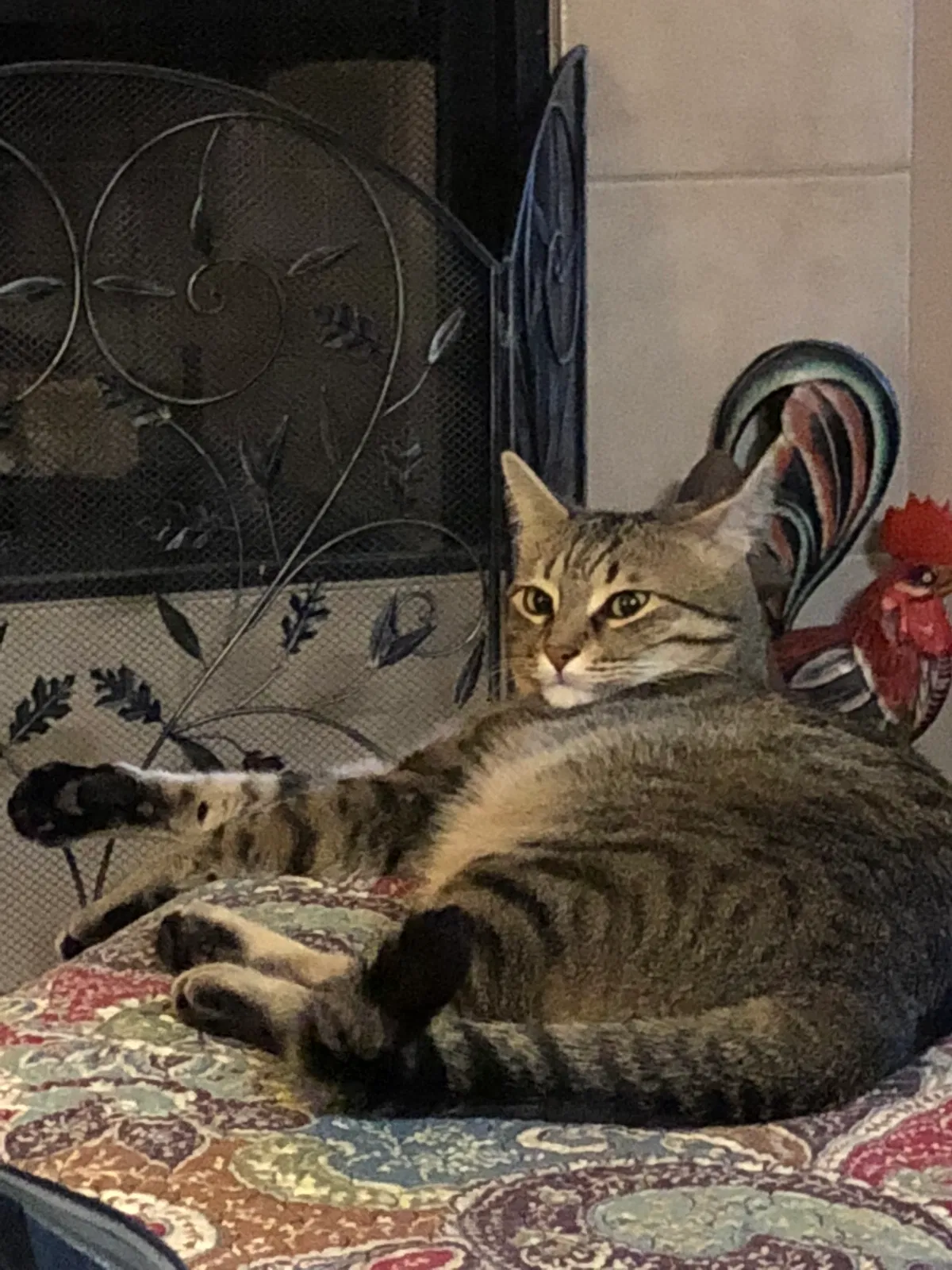 Lost cat in Keller, TX, 76244