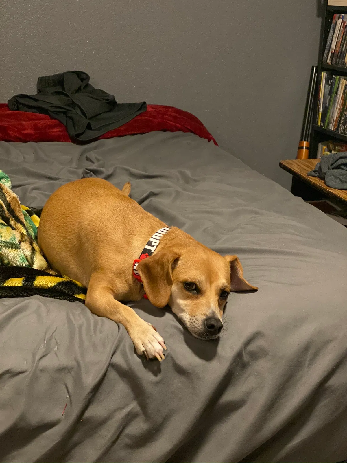 Lost dog in San Antonio, TX, 78212