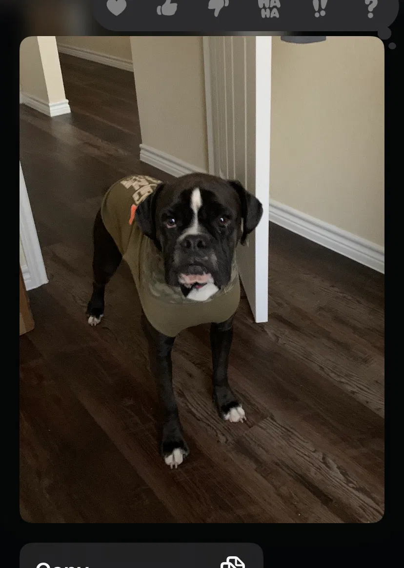 Lost dog in San Antonio, TX, 78207