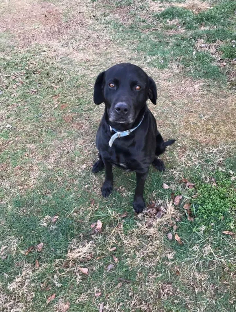 Lost dog in Pelzer, SC, 29669