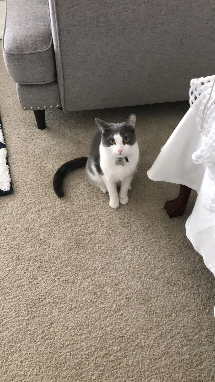 Lost cat in Cleveland, OH, 44144