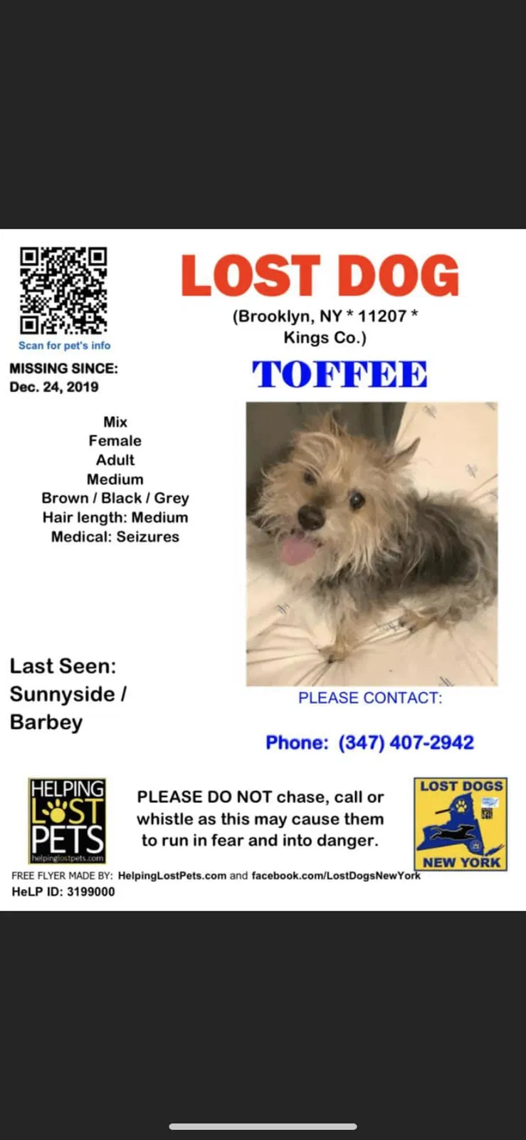 Lost dog in Brooklyn, NY, 11207