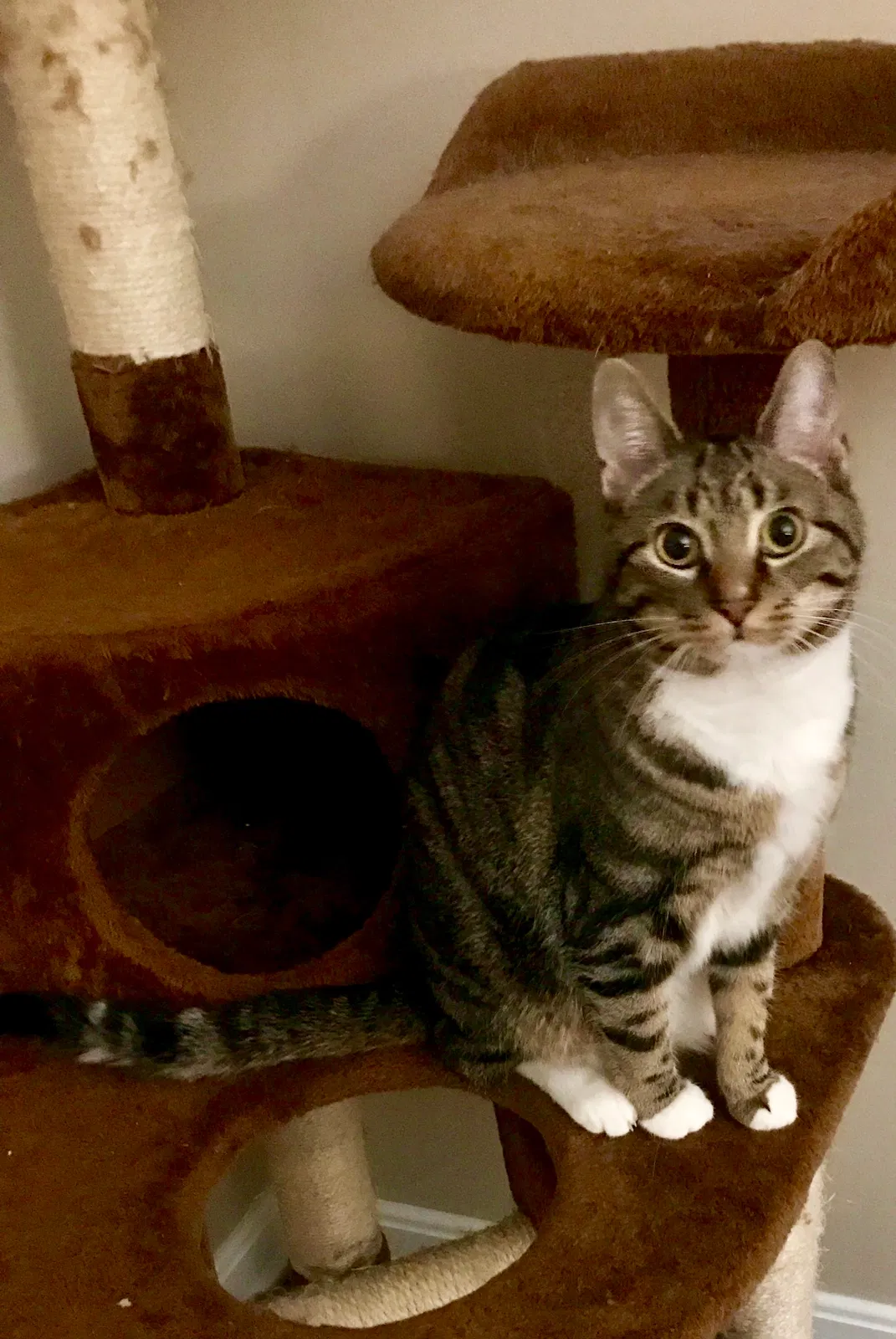 Lost cat in Columbus, OH, 43230