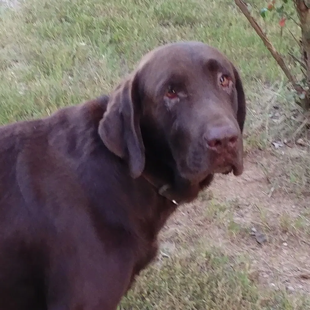 Lost dog in West Fork, AR, 72774