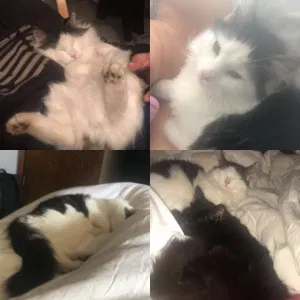Lost cat in Portland, OR, 97267