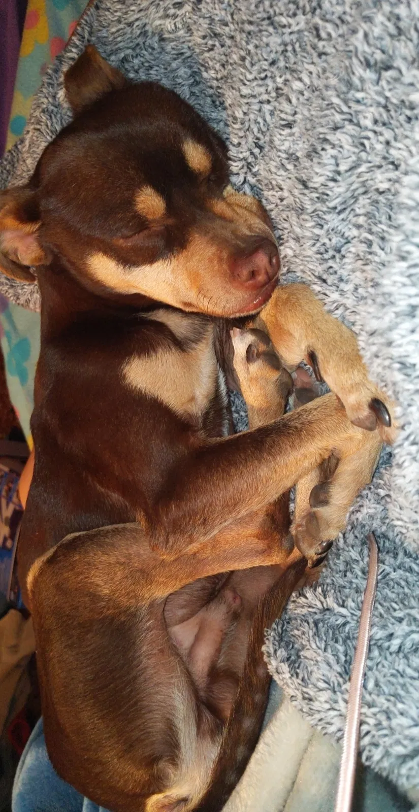 Lost dog in Rialto, CA, 92376