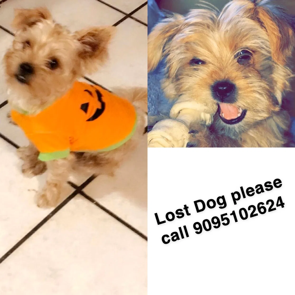 Lost dog in Ontario, CA, 91761