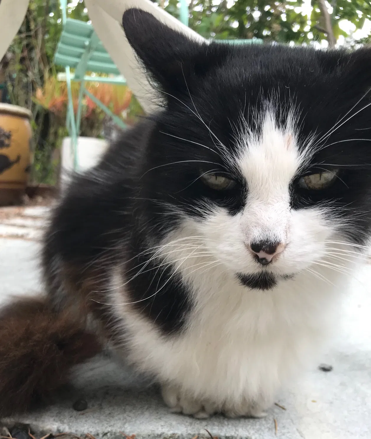 Lost cat in Berkeley, CA, 94708