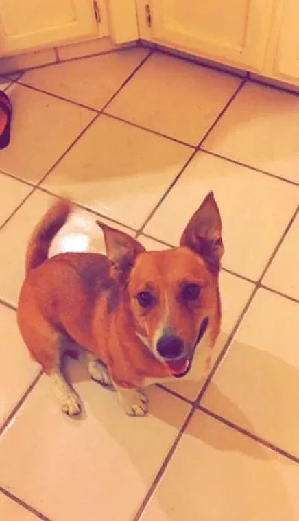 Lost dog in Bakersfield, CA, 93308