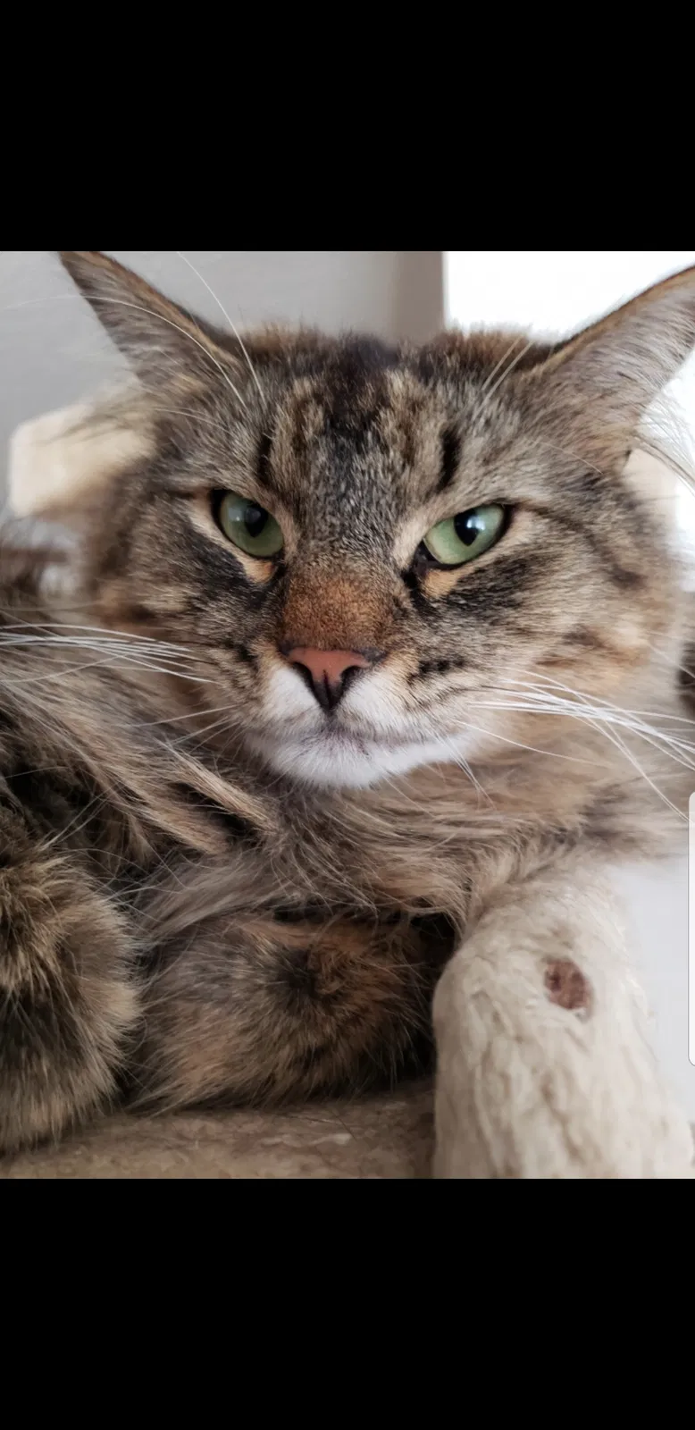Lost cat in Lakeville, MN, 55044