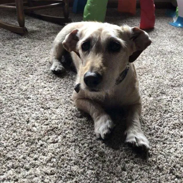 Lost dog in Saint Cloud, MN, 56304