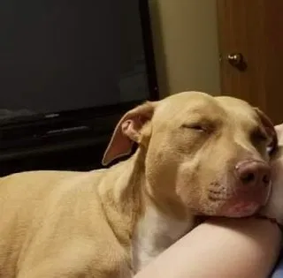 Lost dog in Reynoldsburg, OH, 43068