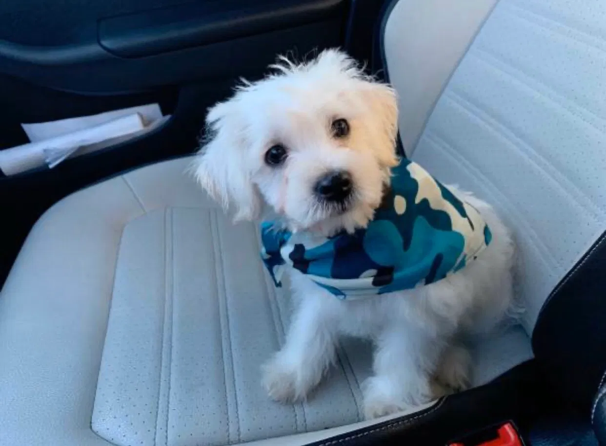 Lost dog in Chula Vista, CA, 91914
