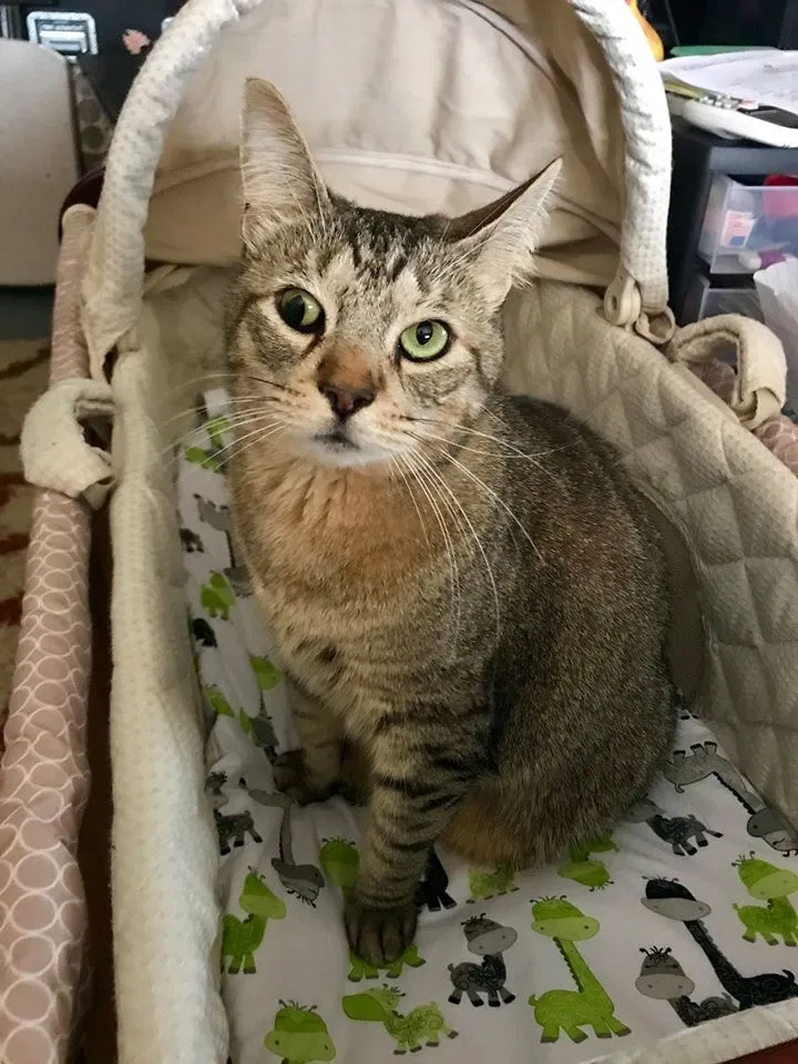 Lost cat in South Padre Island, TX, 78597