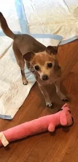 Lost dog in Lilburn, GA, 30047