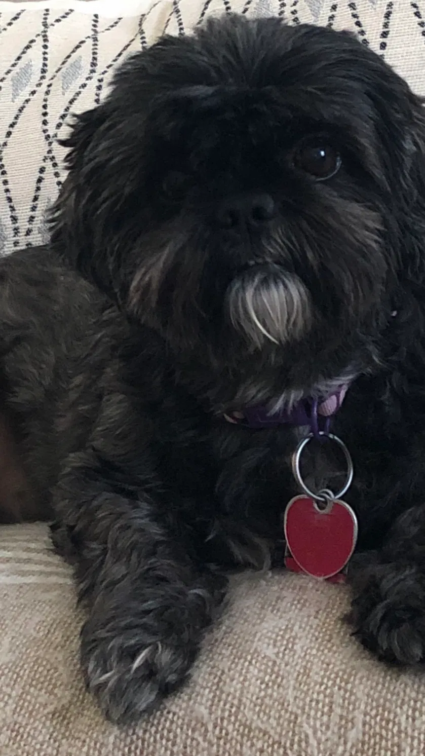 Lost dog in Florence, SC, 29501