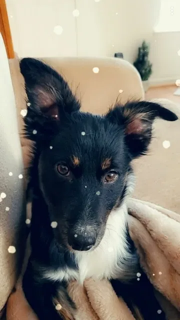 Lost dog in Lexington, KY, 40503