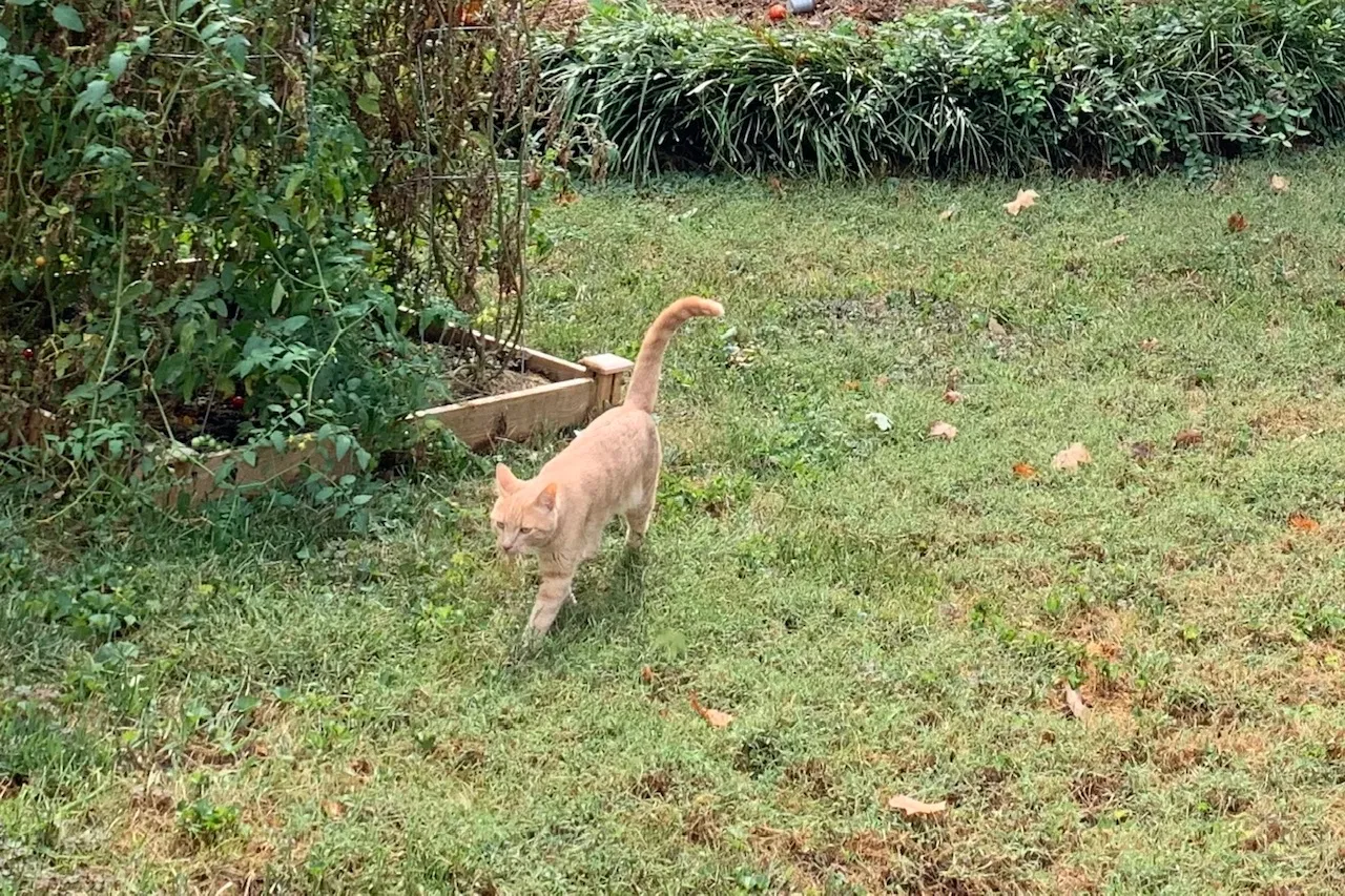 Lost cat in Knoxville, TN, 37922