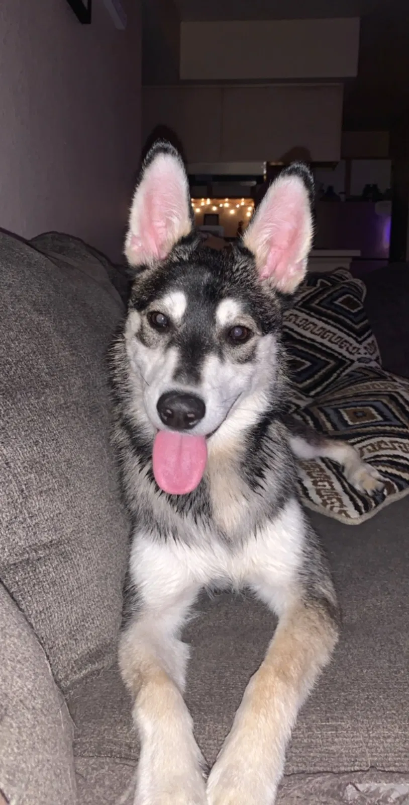Lost dog in Harrisburg, OR, 97446