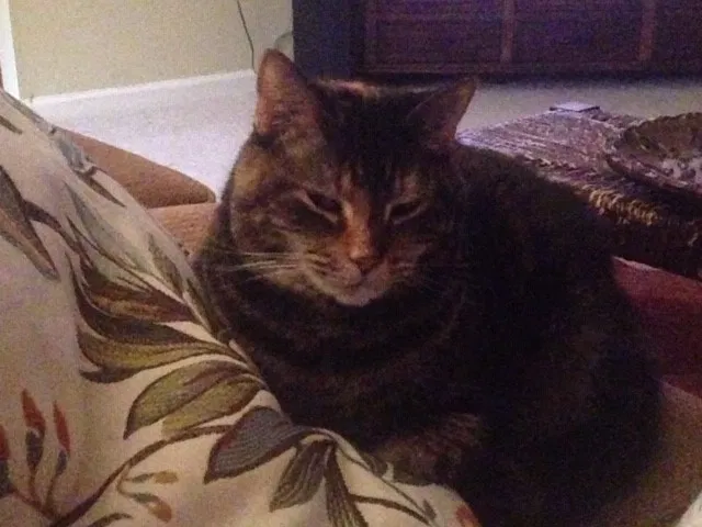 Lost cat in Maumelle, AR, 72113
