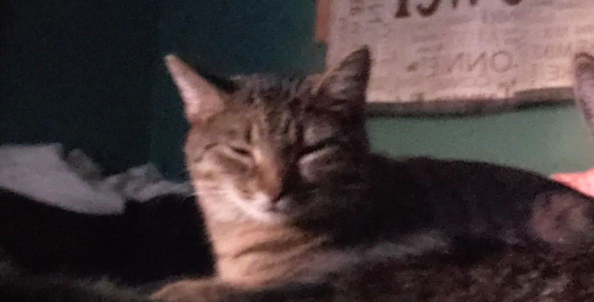 Lost cat in Simpsonville, SC, 29681