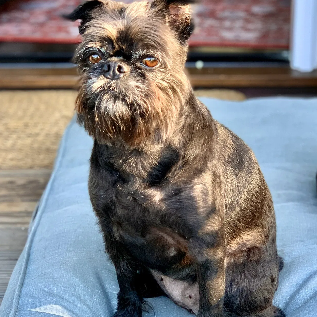 Lost dog in Newport Beach, CA, 92663