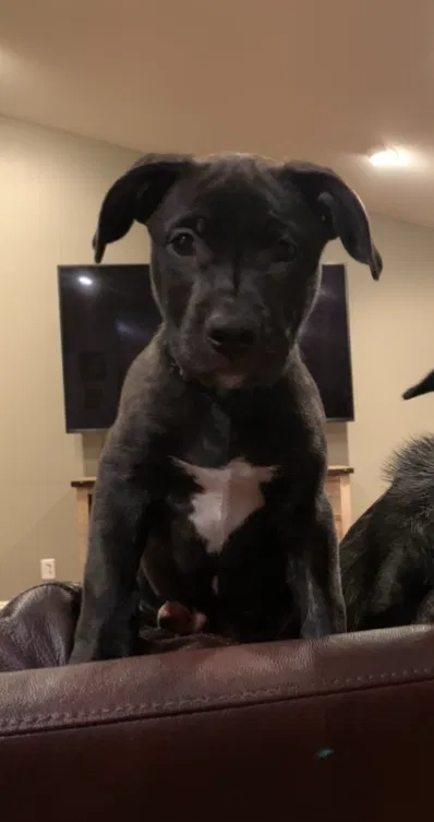 Lost dog in Fullerton, CA, 92832