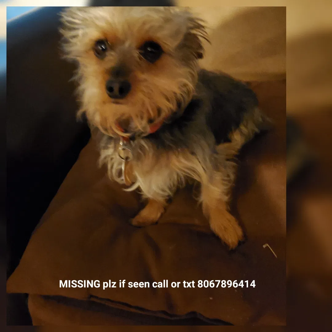 Lost dog in Lubbock, TX, 79403