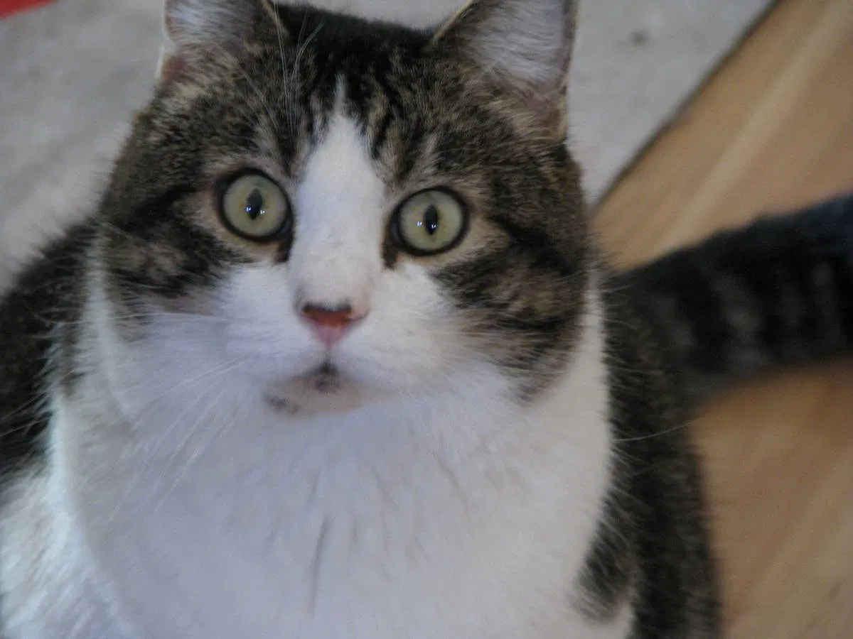 Lost cat in Wichita, KS, 67213