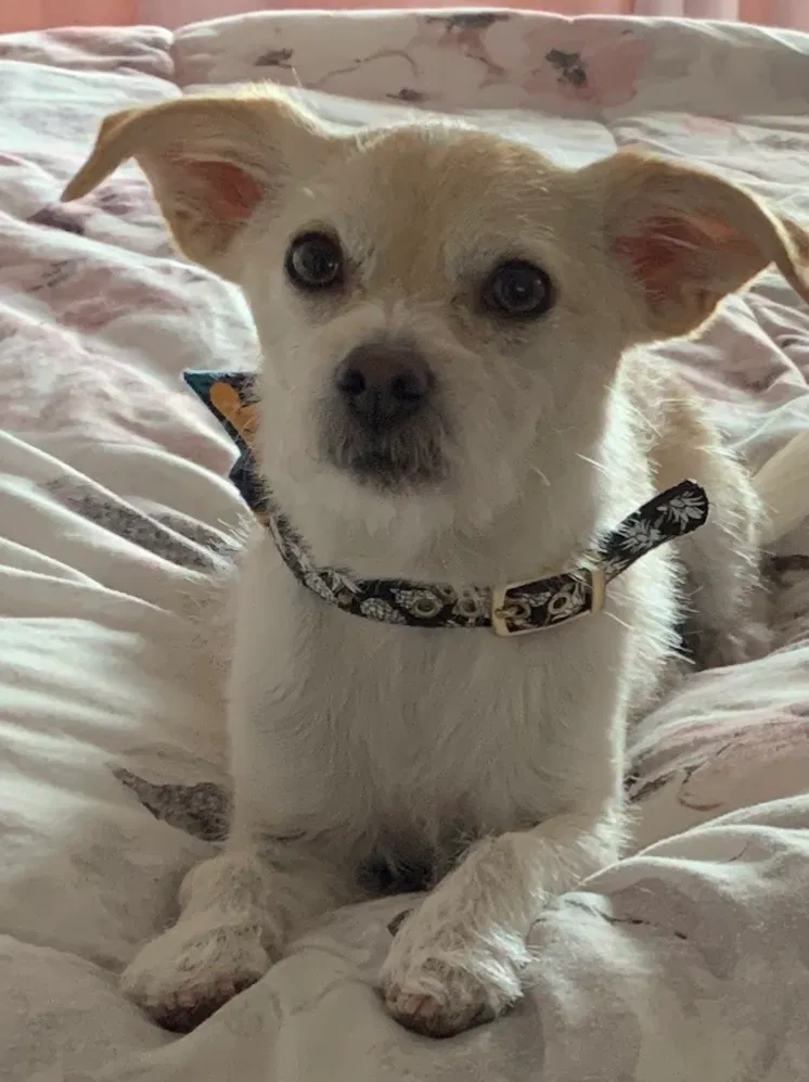 Lost dog in Montebello, CA, 90640