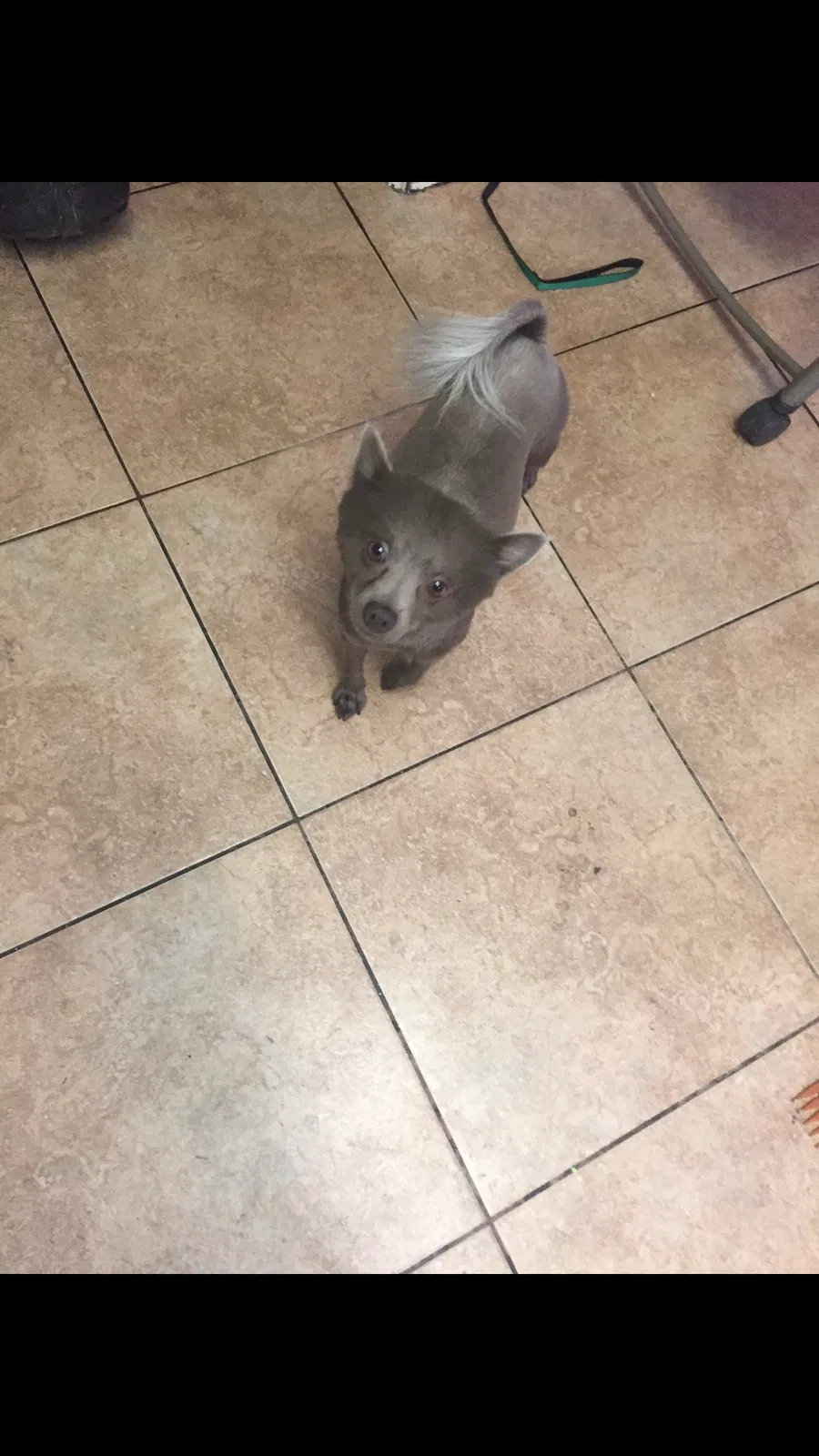 Lost dog in Las Vegas, NV, 89108