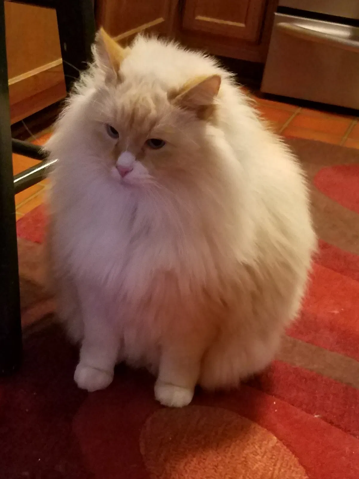 Lost cat in Marietta, GA, 30066