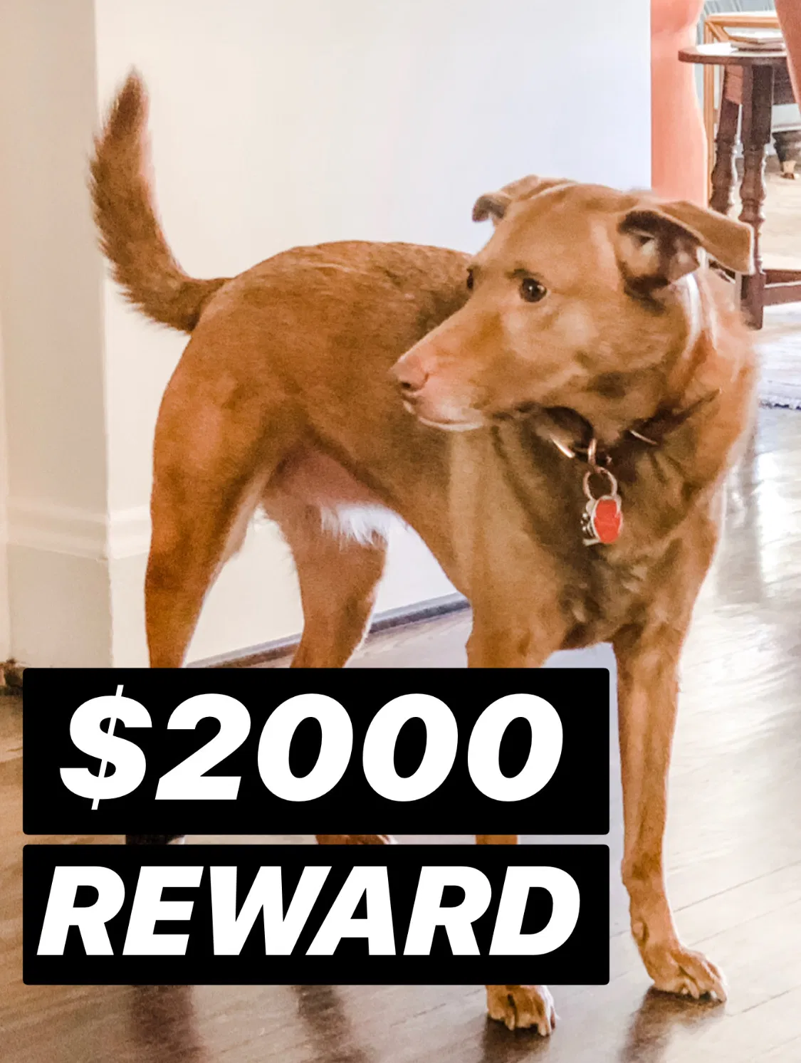 Lost dog in Birmingham, AL, 35209
