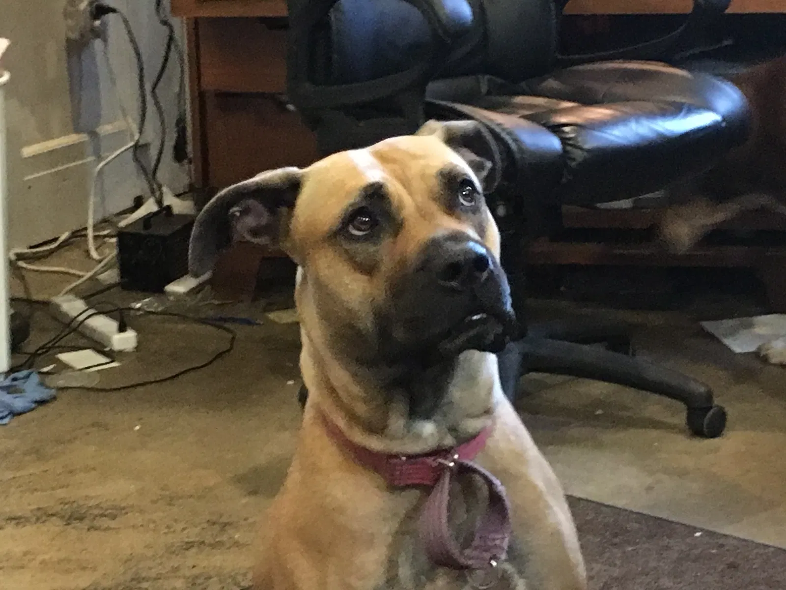 Lost dog in Cleveland, OH, 44105