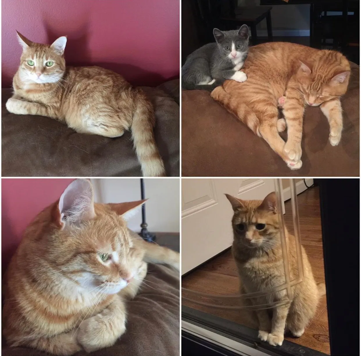 Lost cat in Springfield, MO, 65804