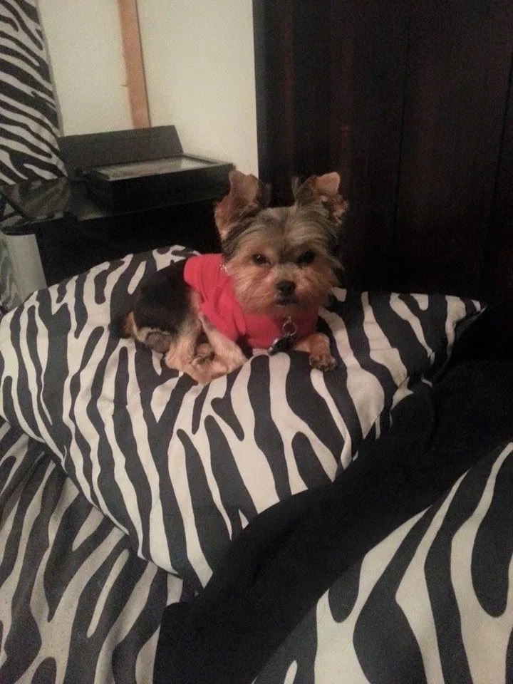 Lost dog in Shreveport, LA, 71106