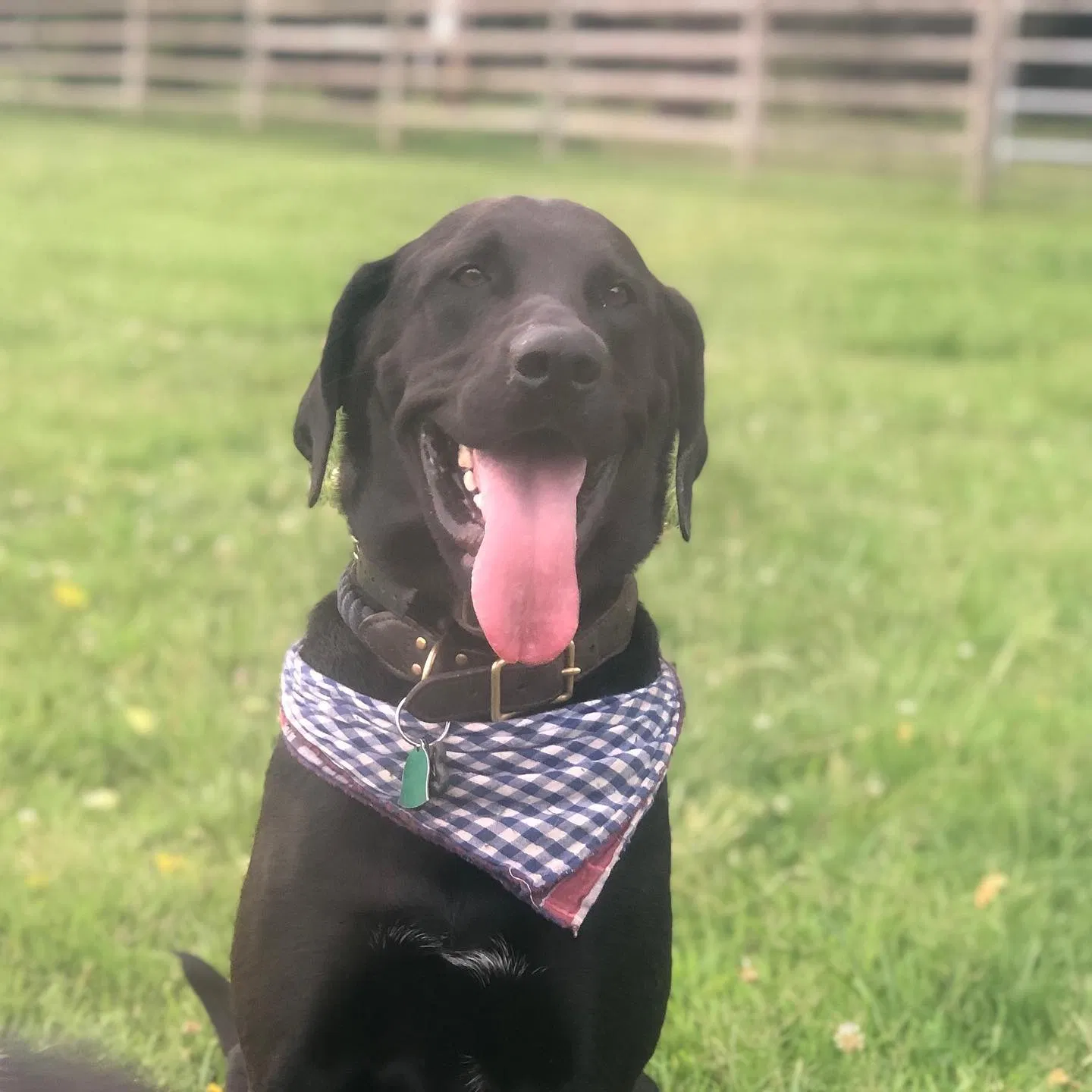 Lost dog in Lincoln, AR, 72744