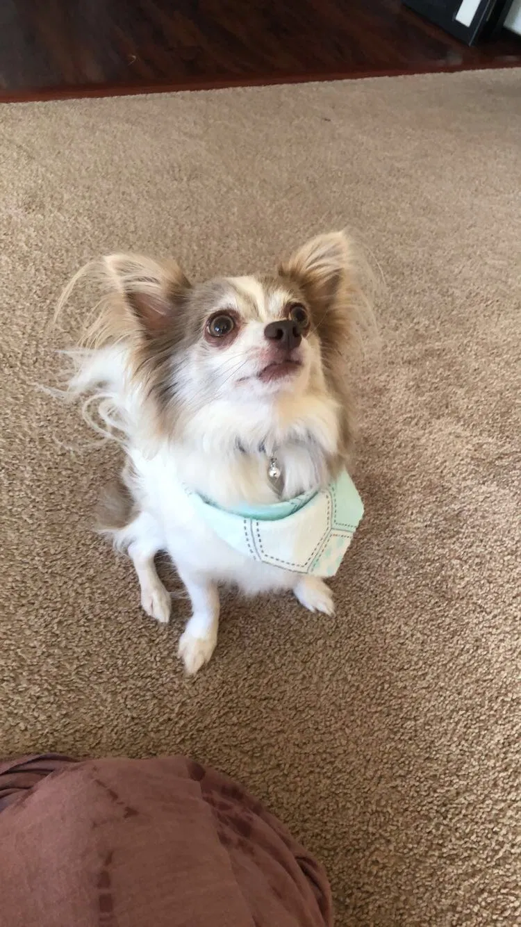 Lost dog in Kent, WA, 98042