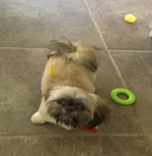 Lost dog in Duson, LA, 70529