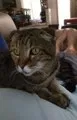 Lost cat in Merritt Island, FL, 32952