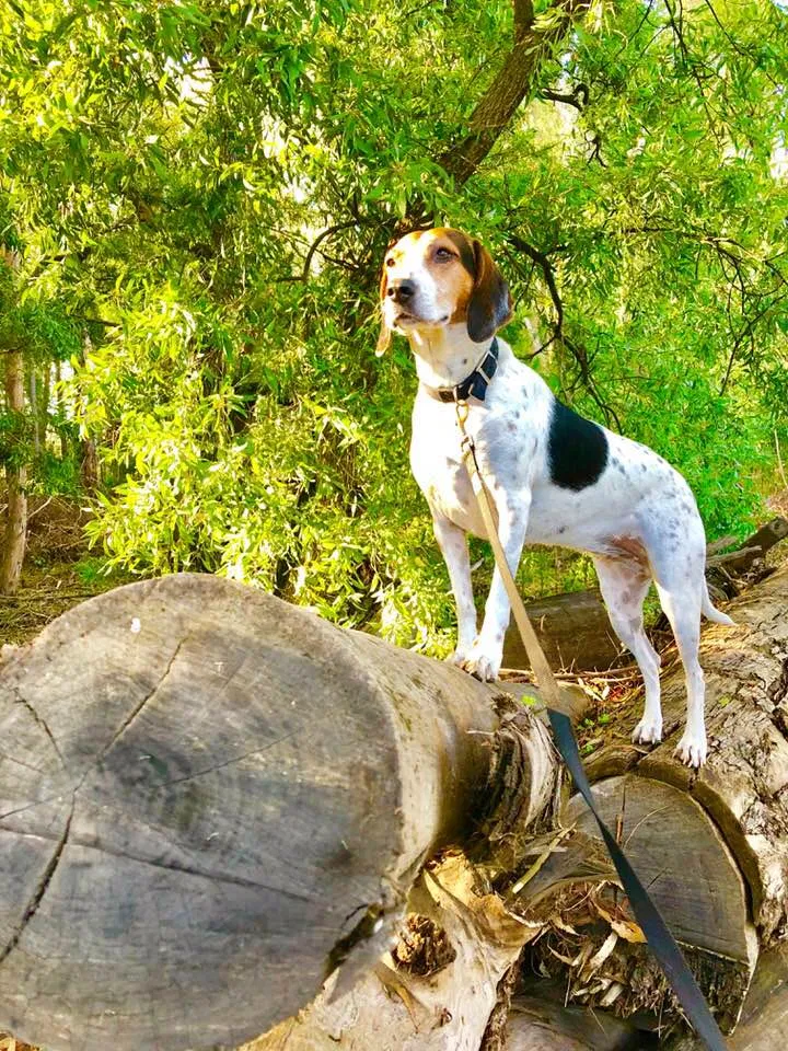 Lost dog in San Pablo, CA, 94806