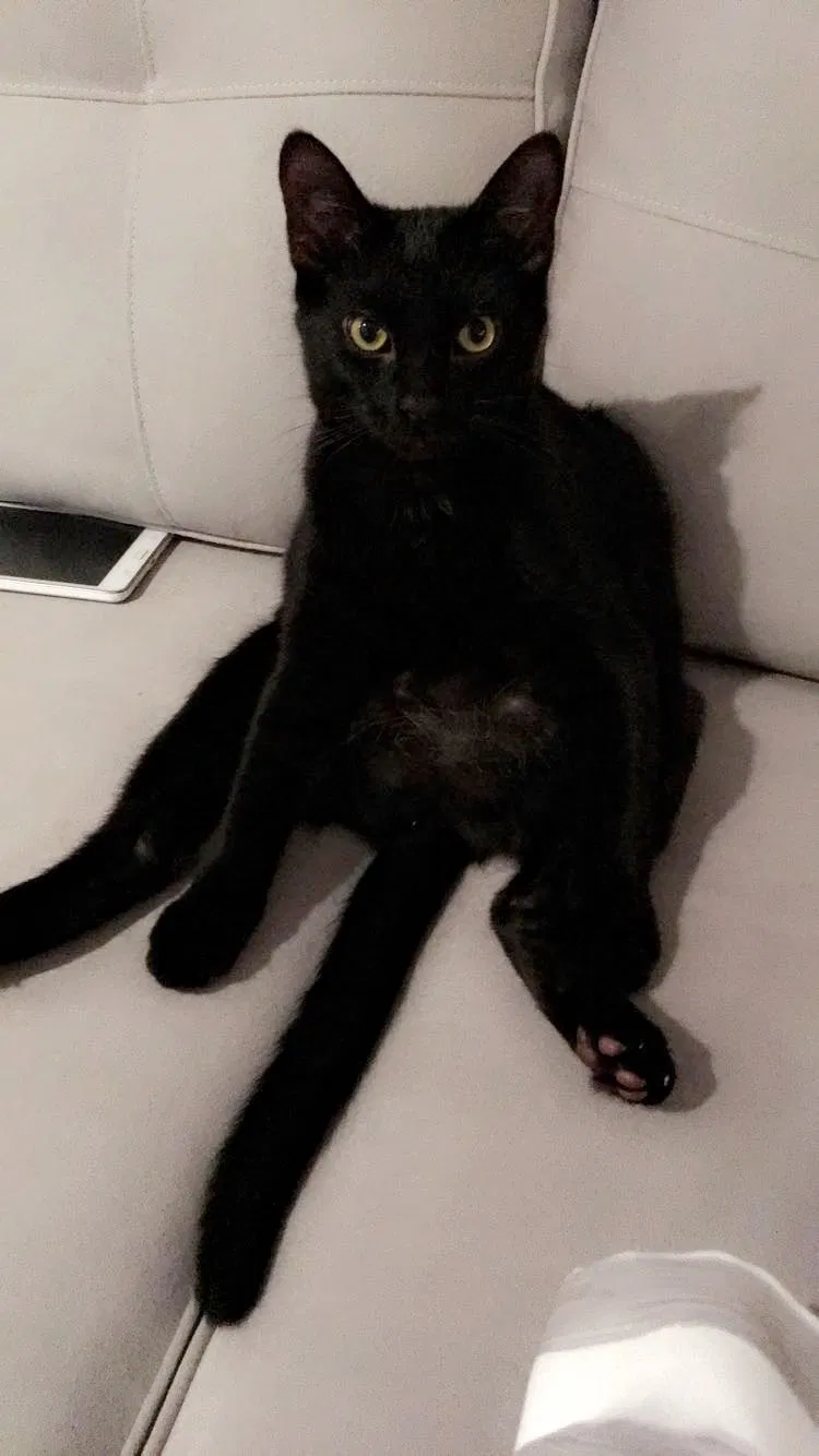 Lost cat in Austin, TX, 78759
